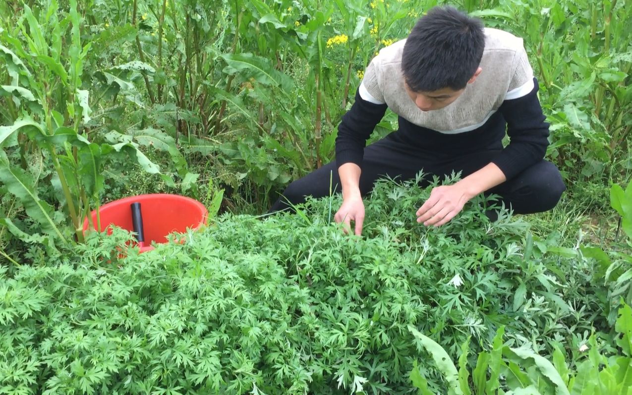 [图]春雨过后，农田里到处都是这种野草，一堆一堆的，小伙摘的好过瘾