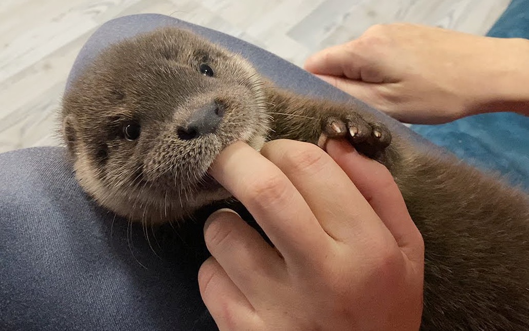 【嘤嘤怪】水獭宝宝吃手,这小舌头也太可爱了【水獭】
