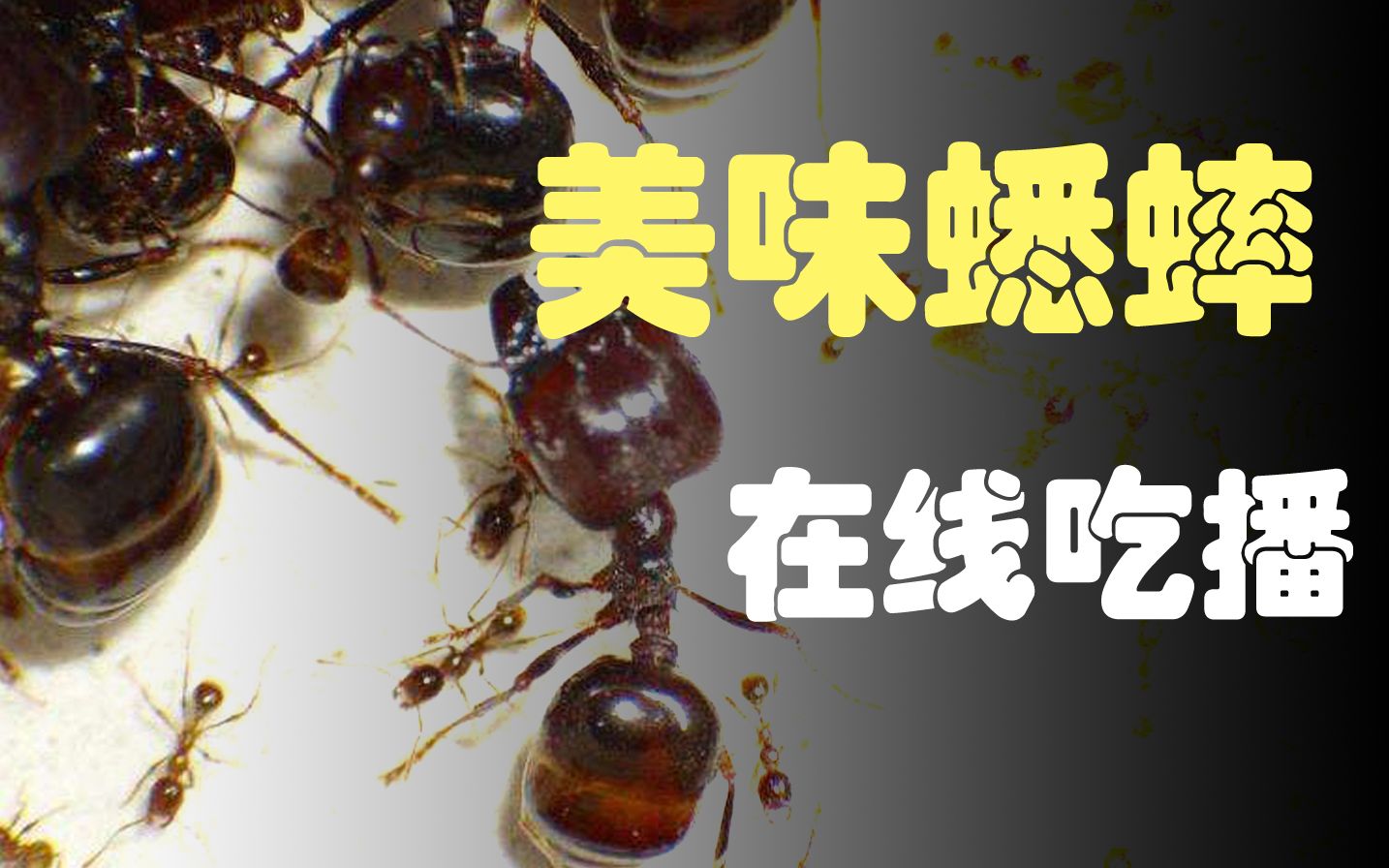 [图]网购了100只蟋蟀喂蚂蚁，淡定的喂食视频