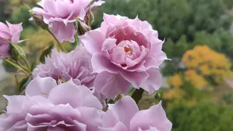 Скачать видео: 幻紫开成了手捧花，确实是我见过最丰花勤开的月季之一