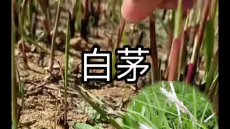 Скачать видео: 白茅，你小时候嚼过吗？