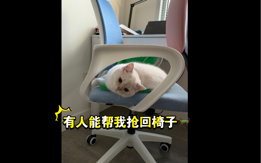 [图]为什么有人嘴上赶猫走，手却给他盖上了毯子？