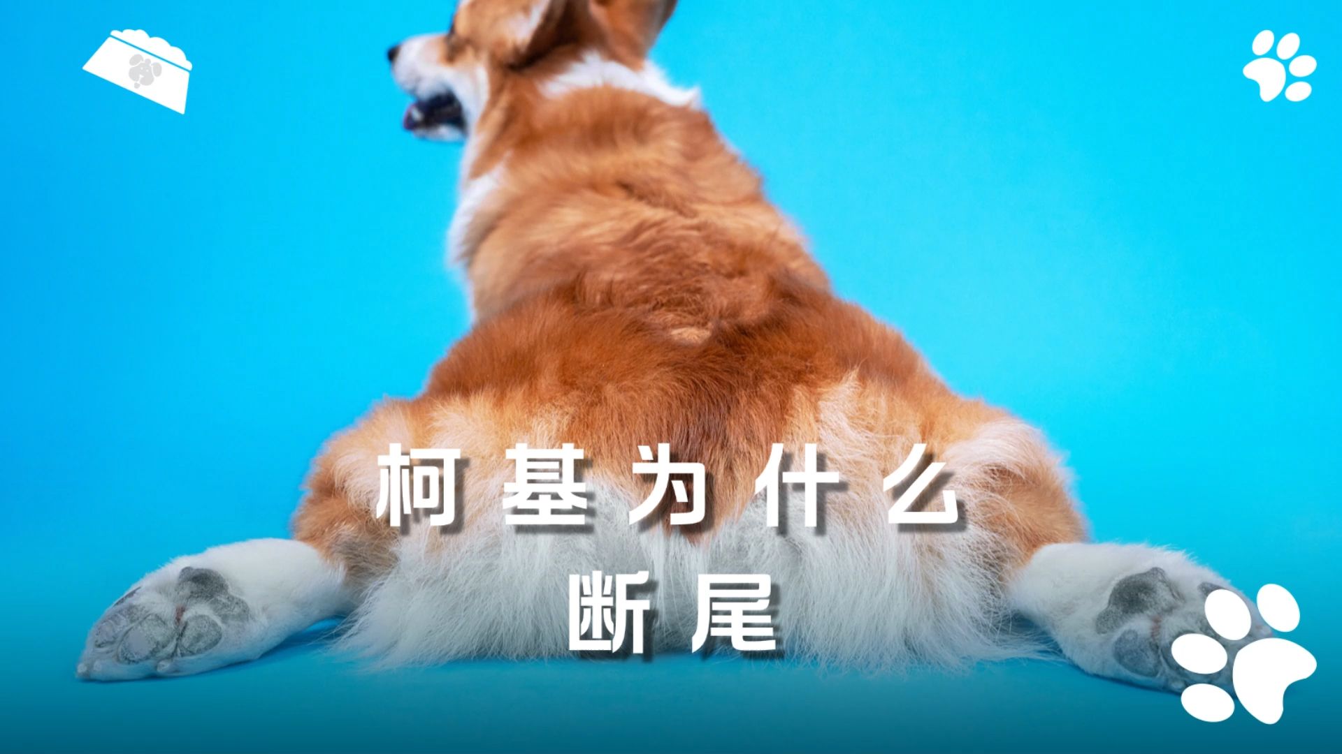 柯基犬不断尾图片图片