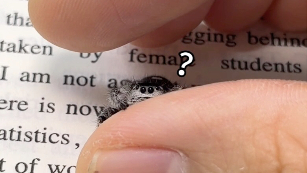 摸鱼时间玩玩小蛛