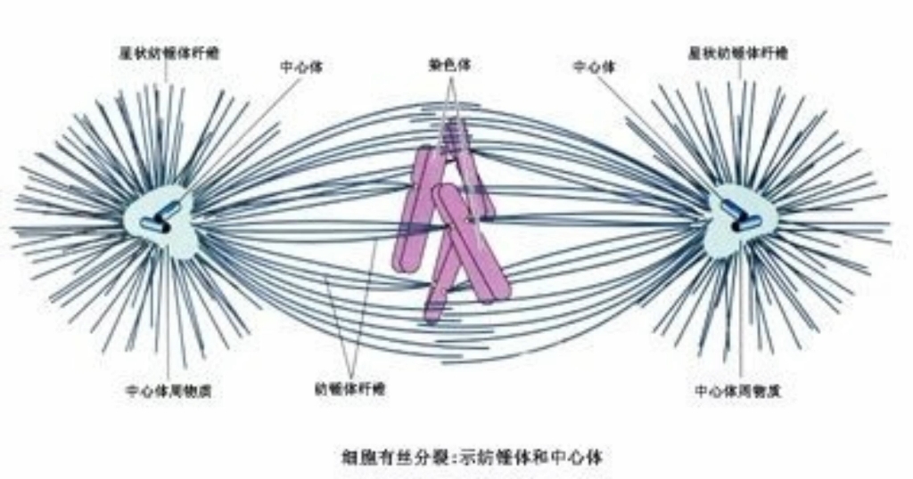 微管如何在马达蛋白的作用下牵拉染色体去向细胞两极的