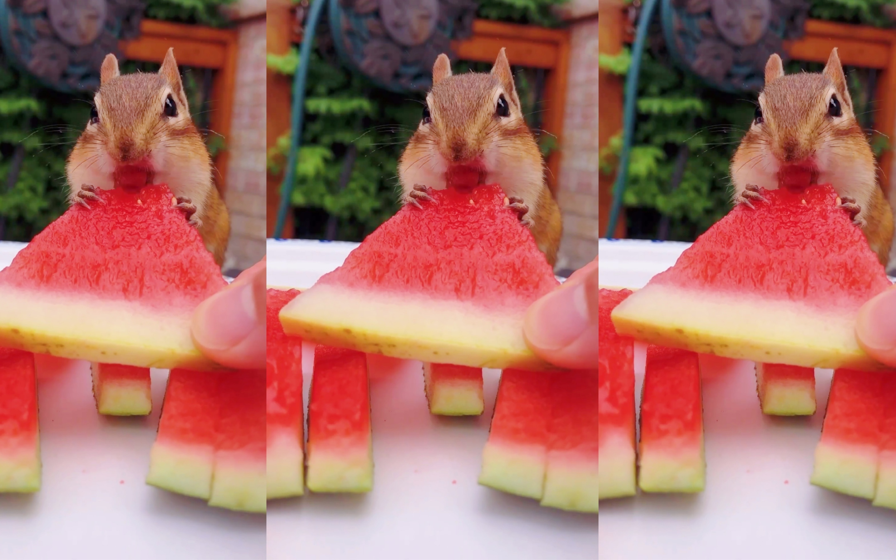 活动  花栗鼠吃西瓜,小嘴吧唧太可爱了!