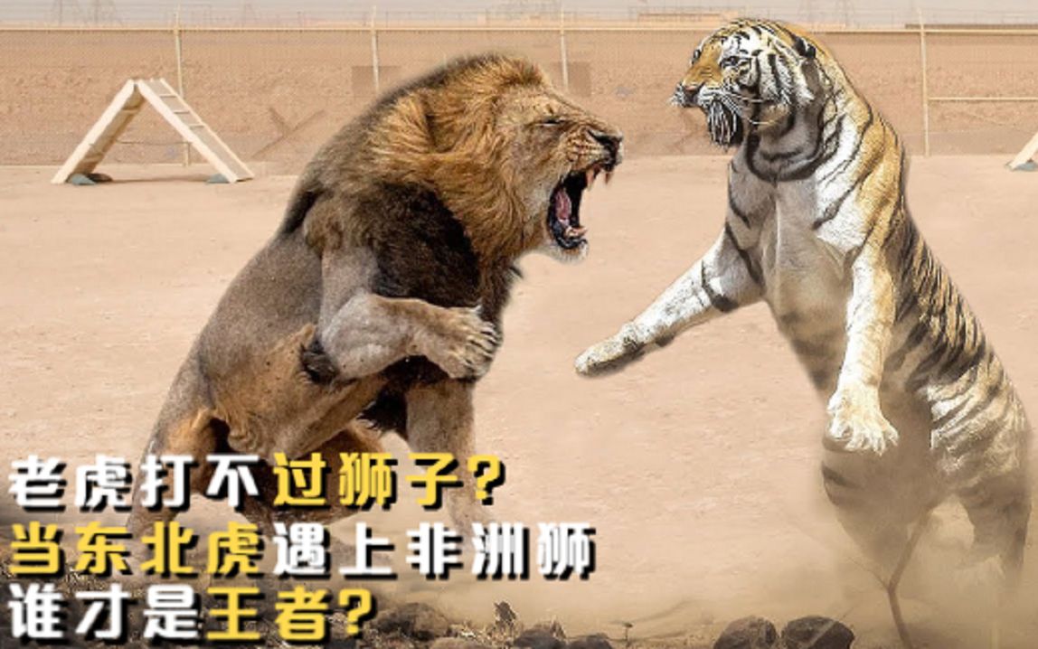 为什么有人说老虎打不过狮子当东北虎遇上非洲狮,谁更胜一筹