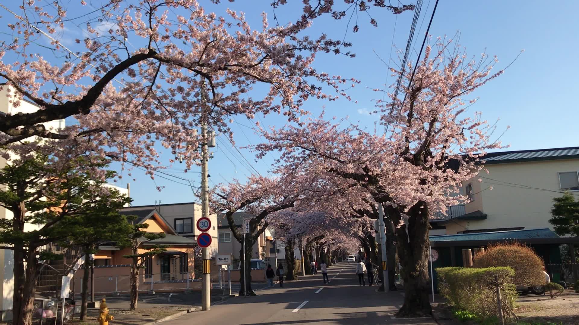 2017 日本 函馆 樱花坡 五棱郭