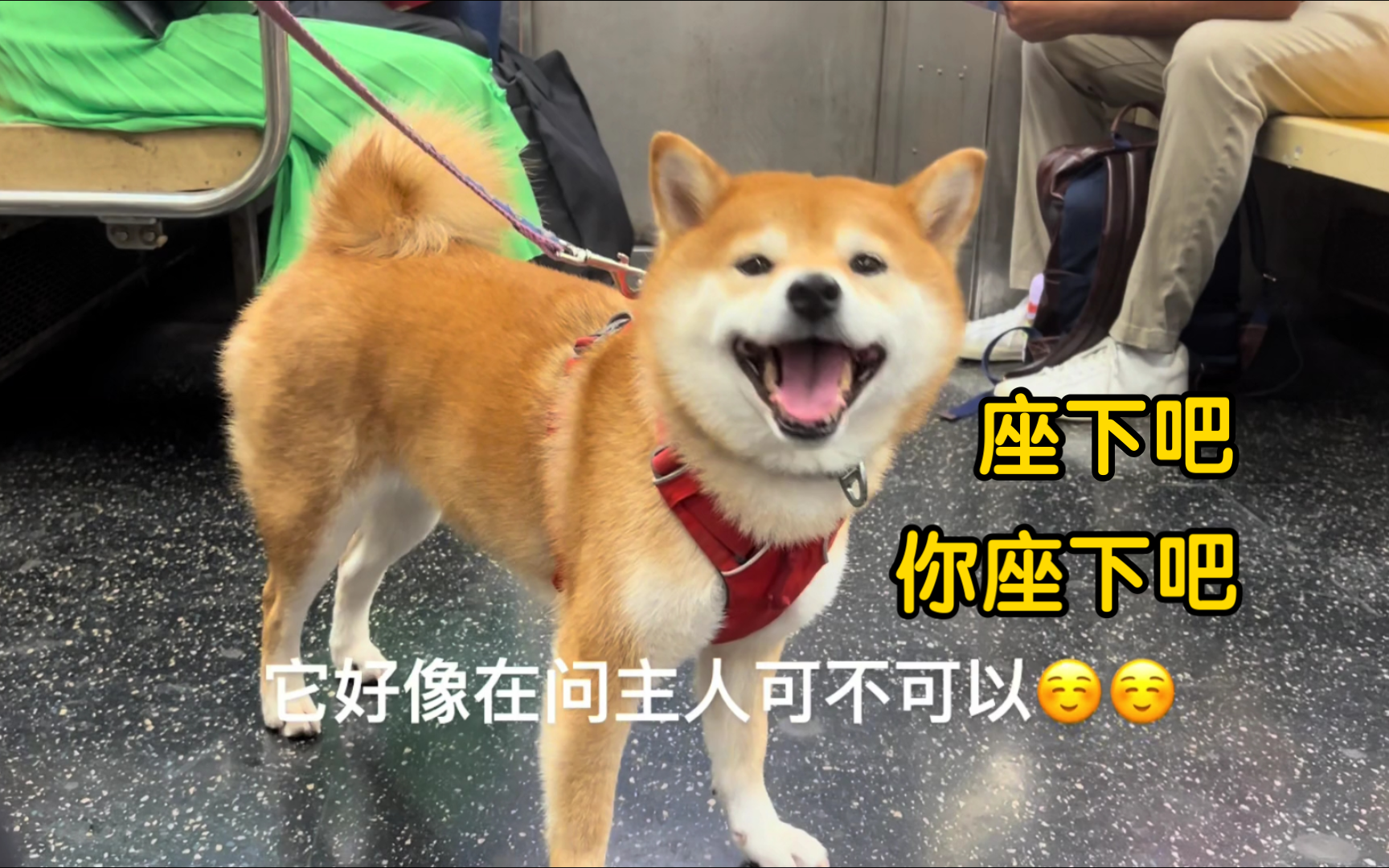 国外地铁碰见一只柴犬想贴贴