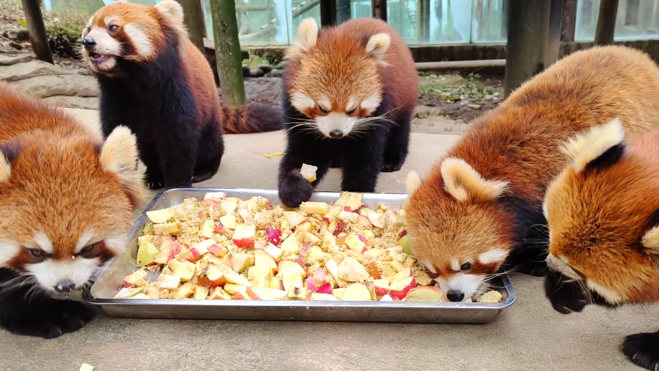 【小熊猫吃播】吃饭啦!吃饭啦!吃饭啦!重要的事情说三遍!