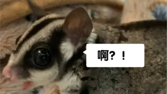 【蜜袋鼯】｛吃播｝孩子吃虫居然吧唧嘴！