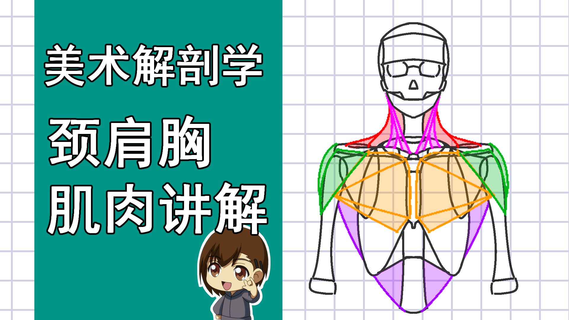 美术解剖学-44-颈肩胸肌肉讲解