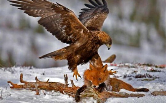 【纪录片/人与自然】——强者生存(2集全)