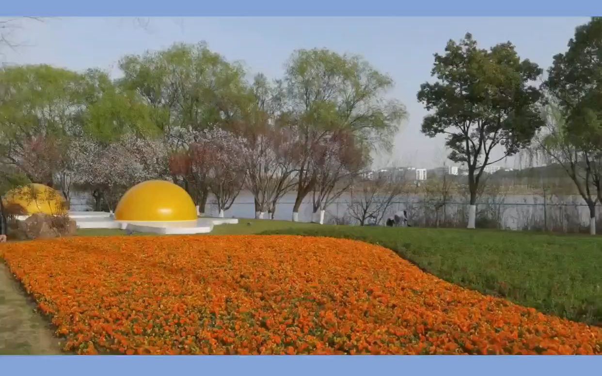 武汉赏花旅游-----红莲湖公园花海如画