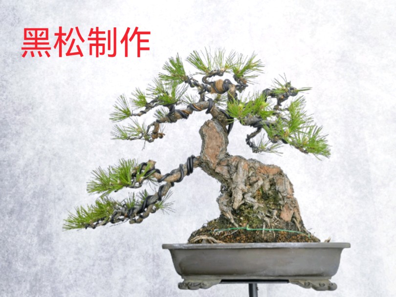嗯又矮又霸气的小玩意儿…制作一棵黑松#黑松#盆景#手艺人#创作#生活