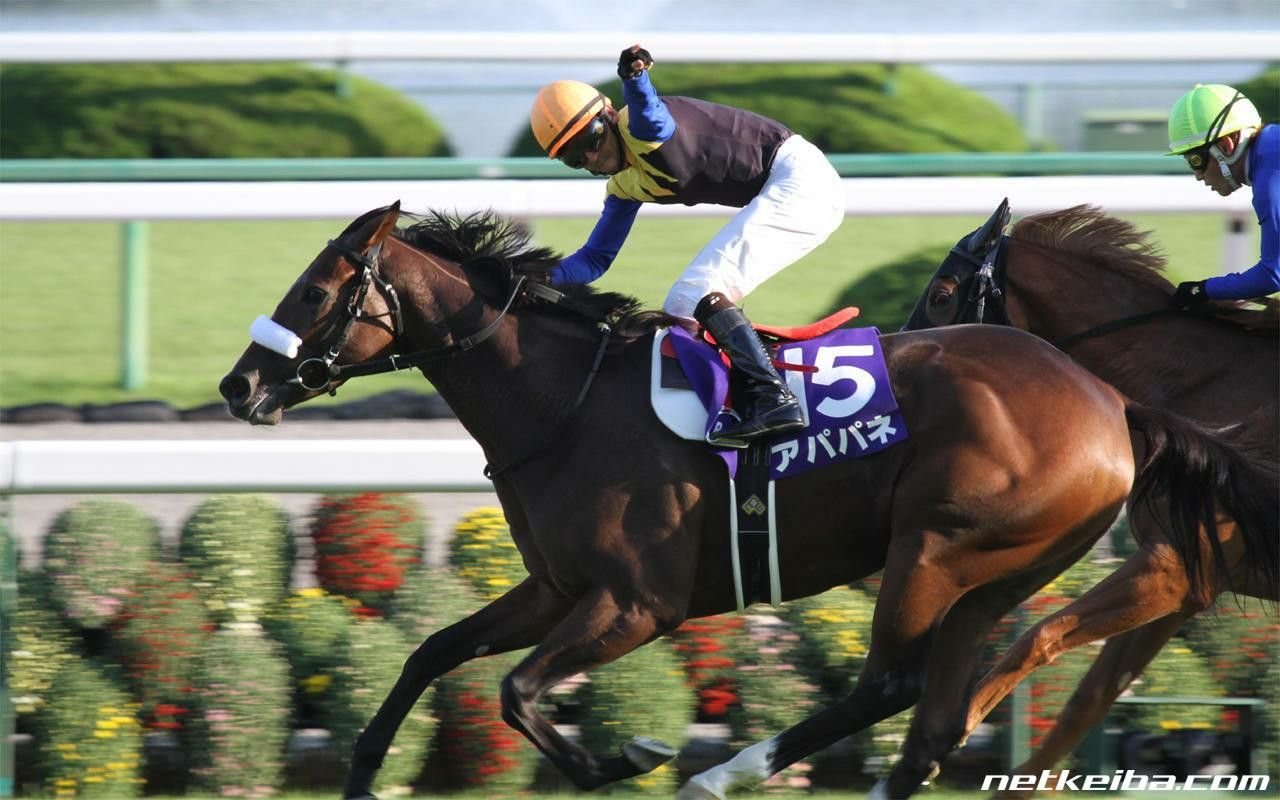 【赛马】2010年牝马三冠|樱花赏,优骏牝马,秋华赏【夏威夷鸟 · 美酒