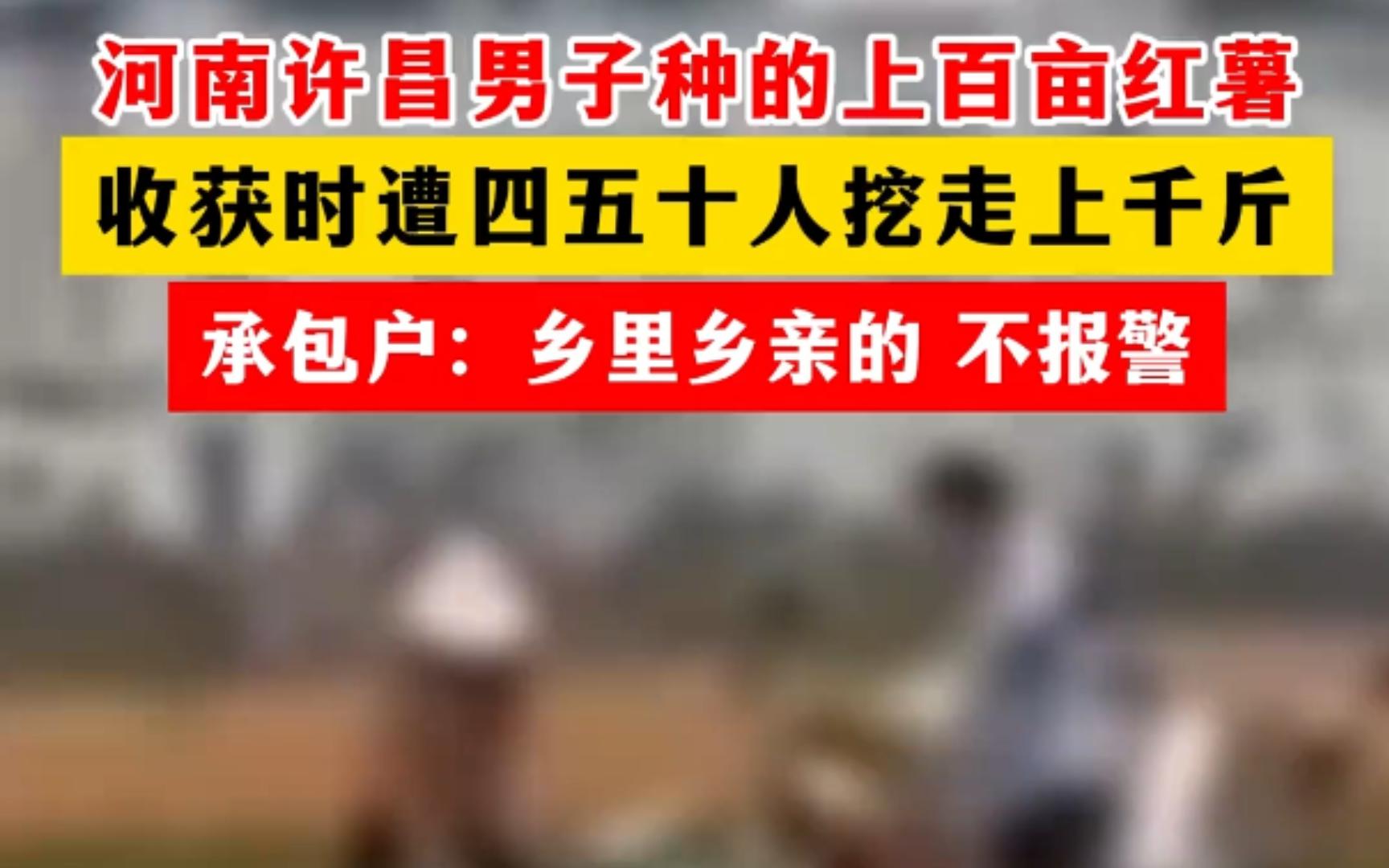 河南许昌男子种的上百亩红薯收获时遭四五十人挖走上千斤 承包户:乡里乡亲的 不报警哔哩哔哩bilibili