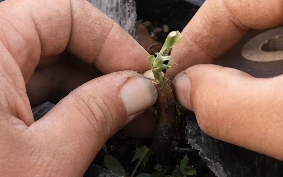 蔷薇嫁接蔷薇的手法图片