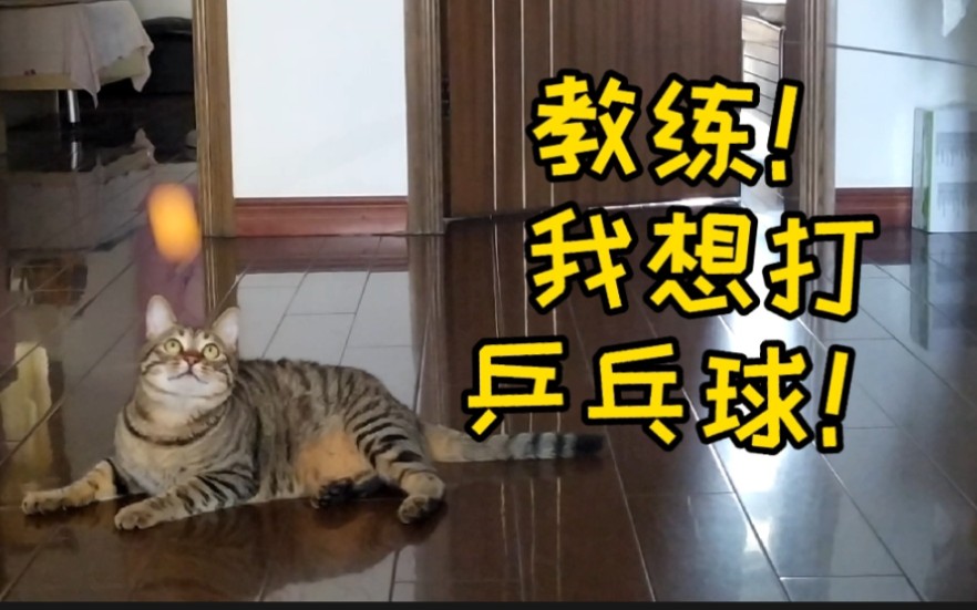 活动作品教练我想打乒乓球