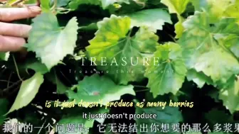 Tải video: 圆叶葡萄陛下 异花品种，需要授粉树，颗粒大，不丰产，适合庭院种植