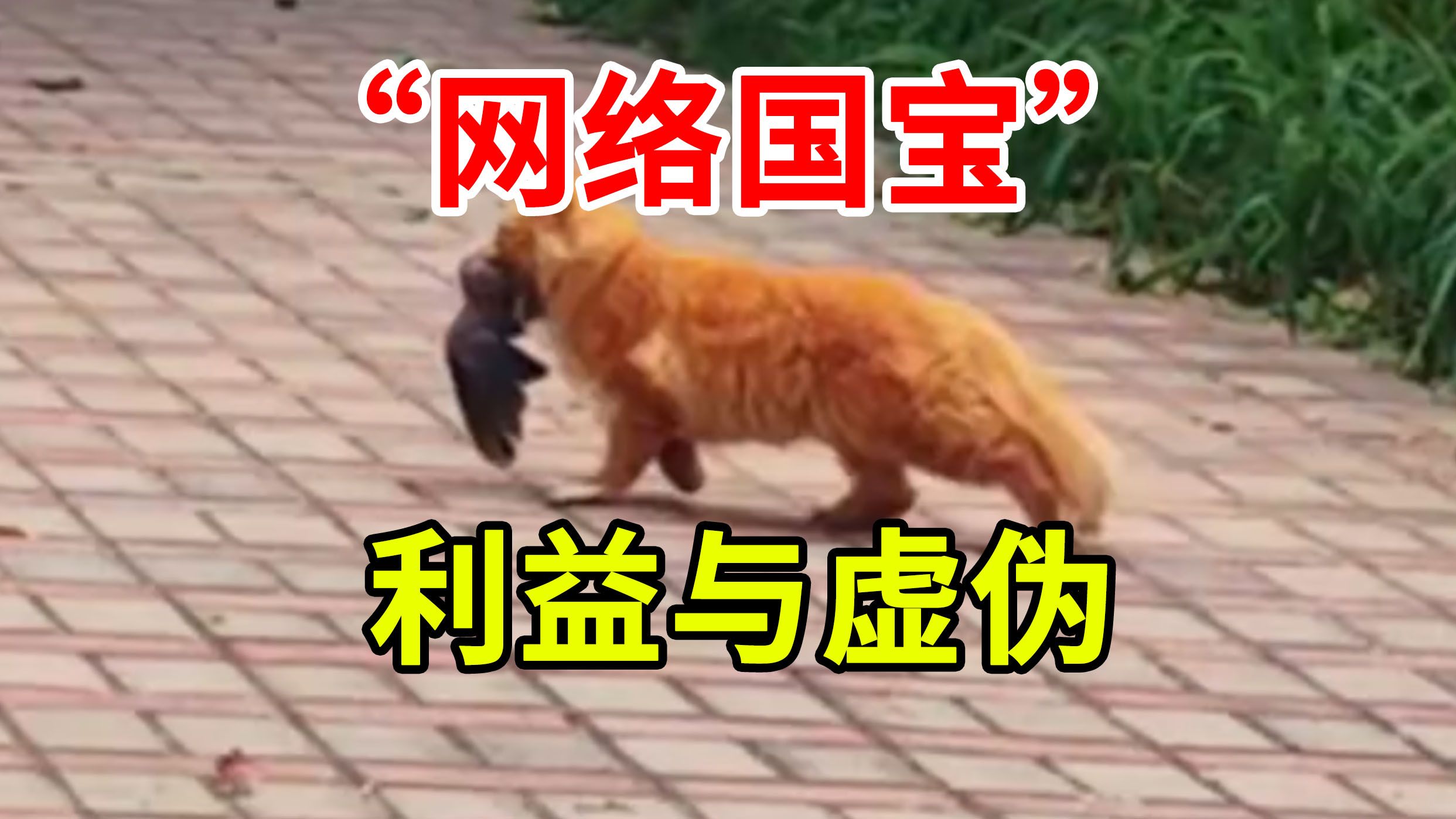 流浪猫也成了“网络国宝”?ZZZQ?来撕下“爱猫人士”的虚伪!-鄙人汪谋-鄙人汪谋-哔哩哔哩视频