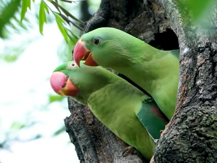 好可爱的亚历山大鹦鹉在野外生活