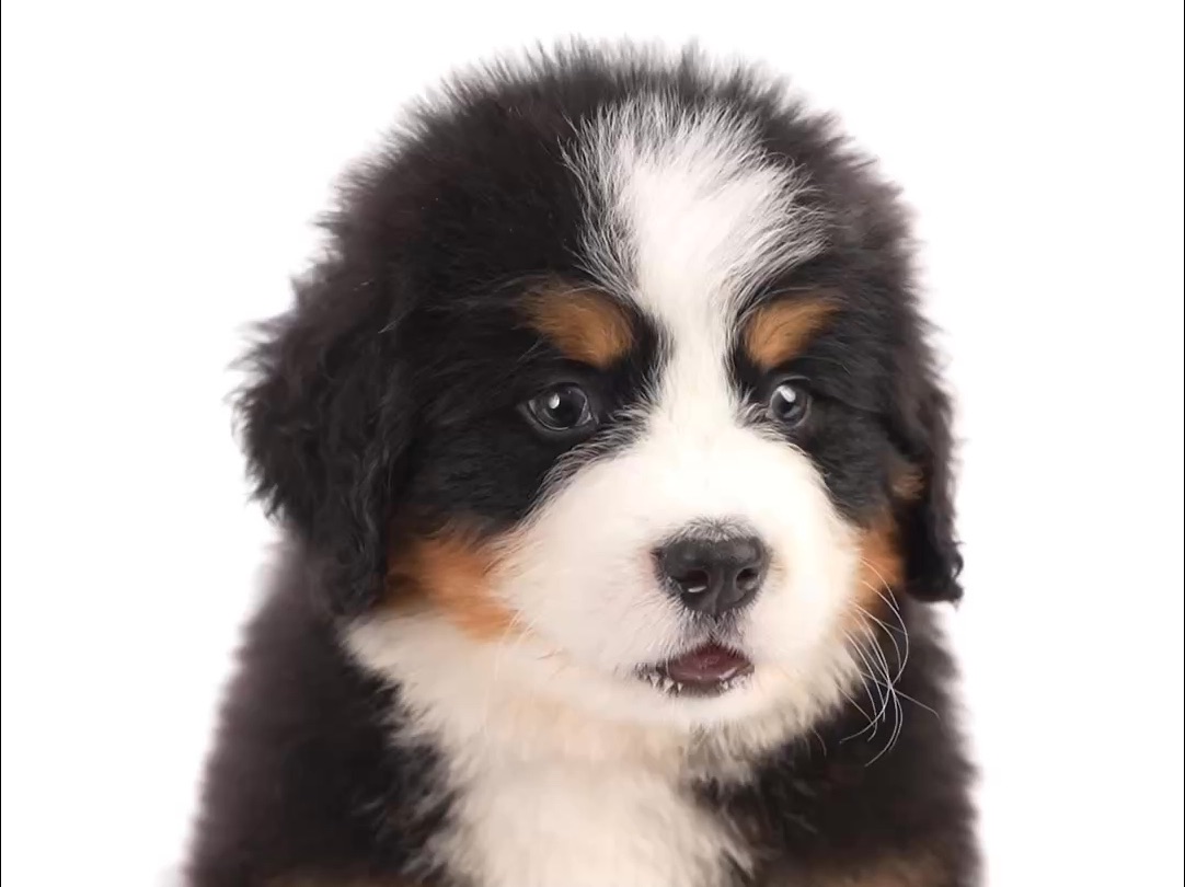 小伯 伯恩山犬 幼犬 预定中❤️