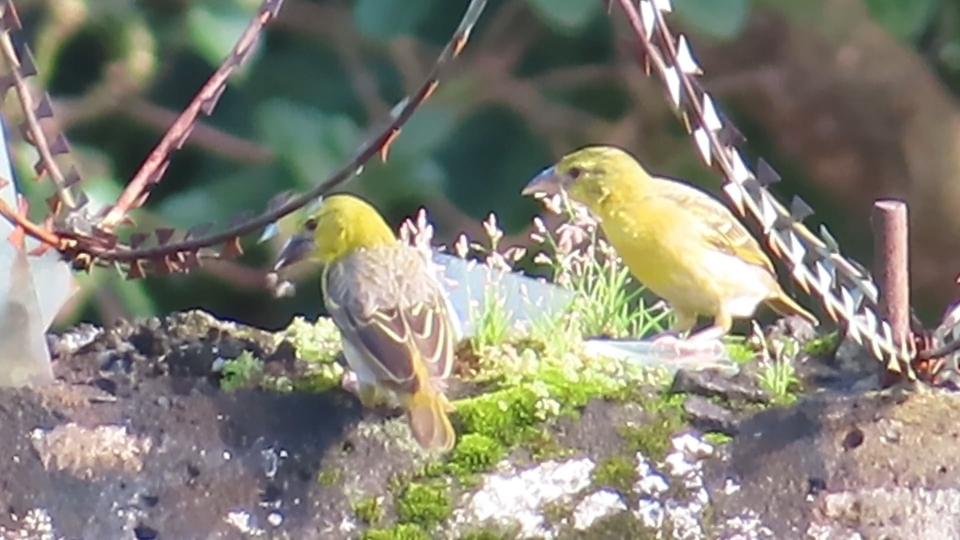 织巢鸟: 从墙头上拨小草,准备衔着去做窝.