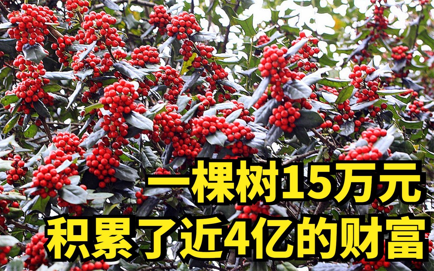 湖南大哥种“带刺怪树”,10年种出4亿财富,他是怎样做到的?哔哩哔哩bilibili