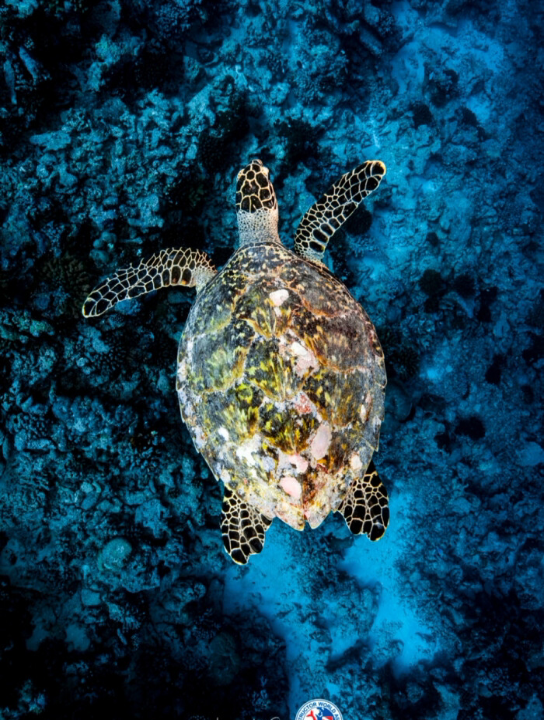 【动物观察局】海底生物3