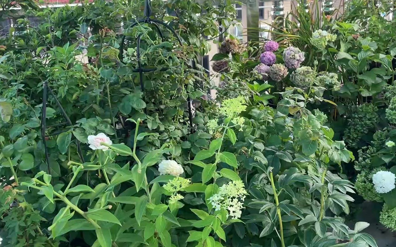 我的露台花园日记(三十八)闷热又漫长的梅雨季节,录个视频流2斤汗!!哔哩哔哩bilibili