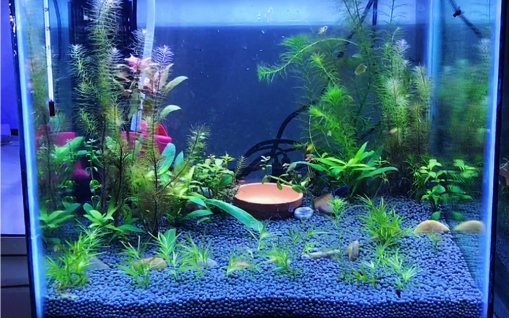 鱼缸造景 #水草缸养鱼 #桃心金波子 听说金波子不好养,但是听说质是