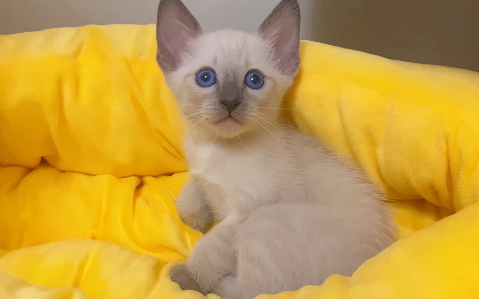 甜甜的逻辑猫,水萌灵灵的小暹罗