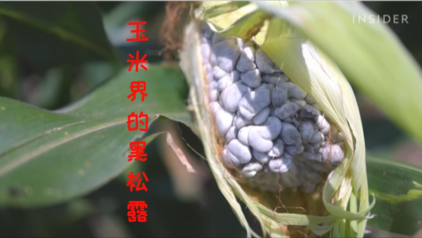 你听说"乌米"吗?吃货眼中的玉米黑松露