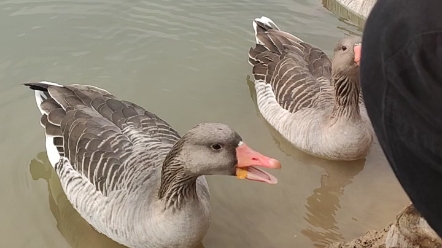 活动  中华秋沙雁