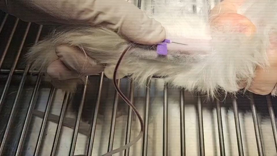 犬头静脉采血