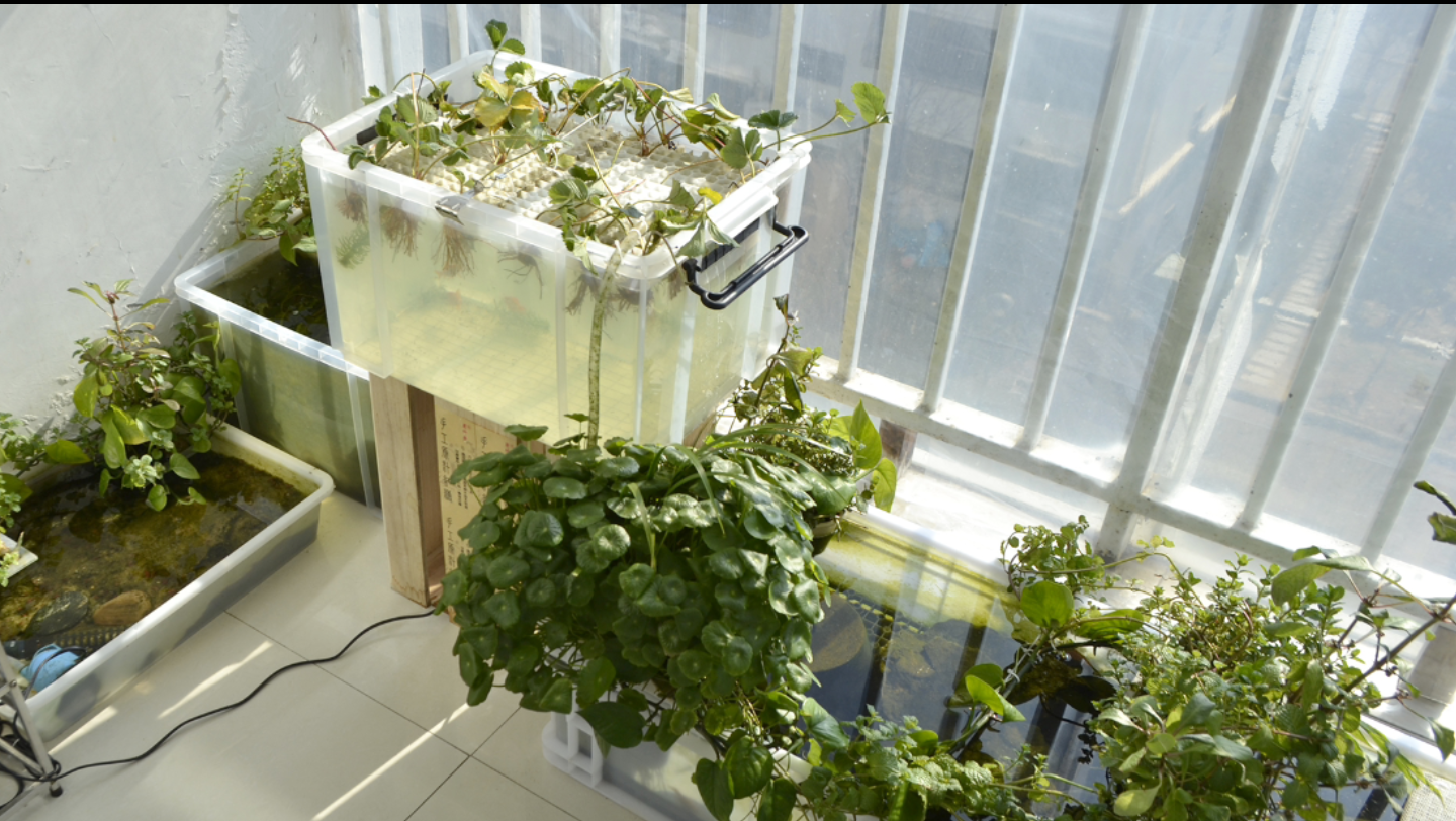 做了一个草莓水培箱,与龟缸之间进行水肥循环,实现草莓自由,就靠乌龟