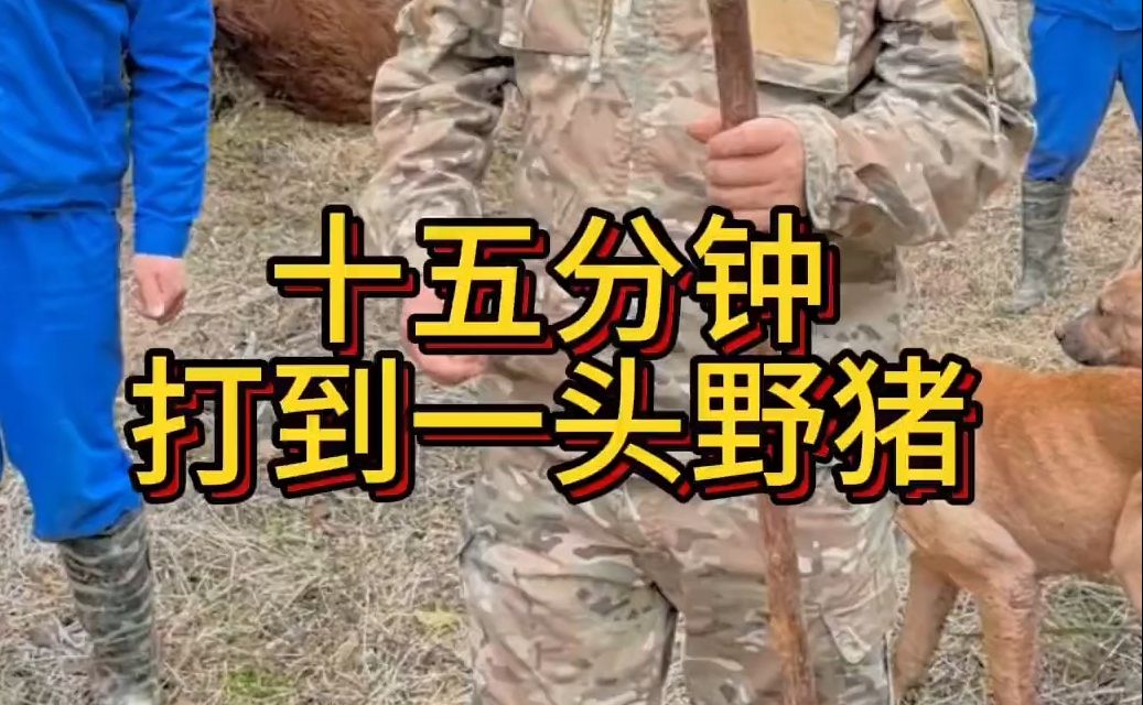 十五分钟打到一头野猪.