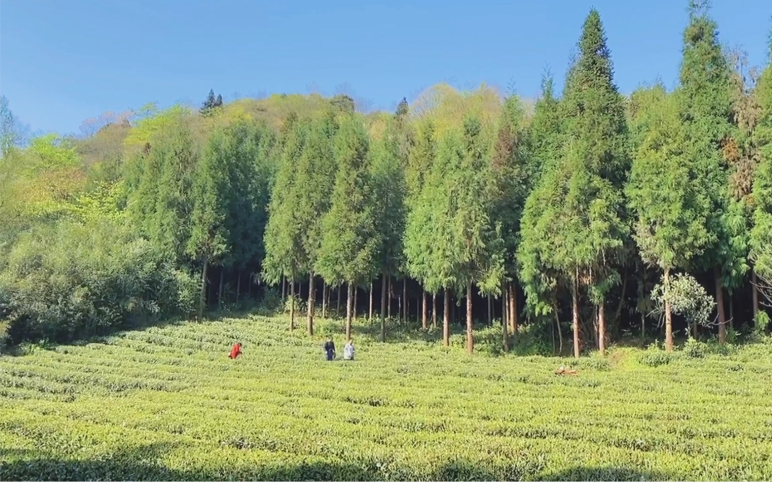 [图]今天去邻村玩，遇到采茶的阿姐，我们帮阿姐采茶