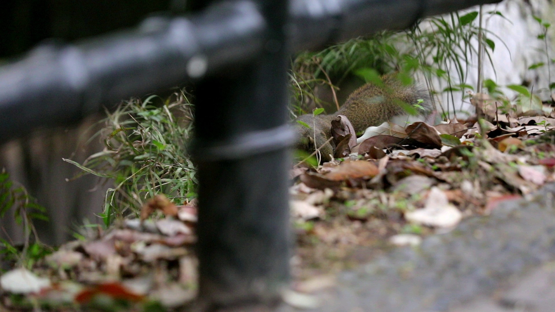 小心翼翼观察有没有敌人