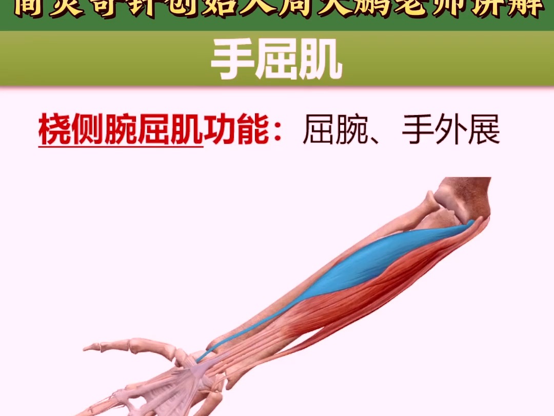 手屈肌——手腕痛,手腕无力!