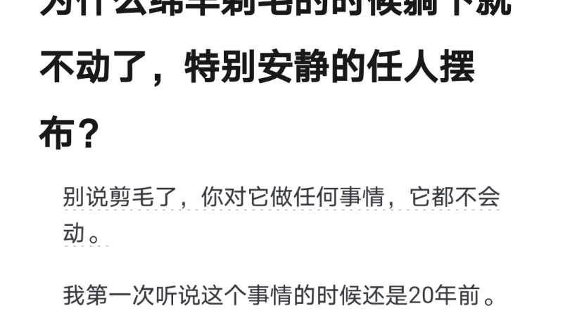 为什么绵羊剃毛的时候躺下就不动了,特别安静的任人摆布?哔哩哔哩bilibili