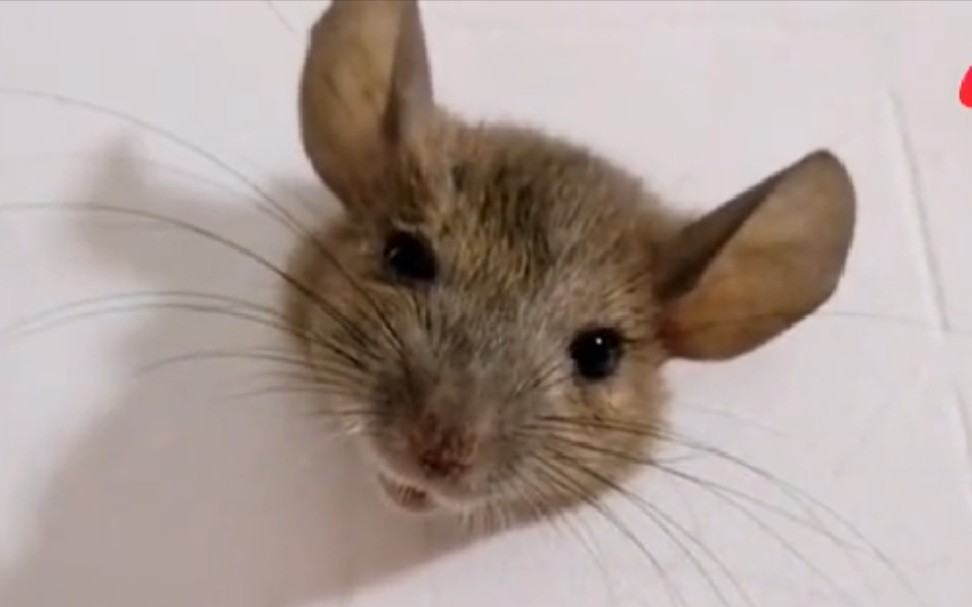 老鼠因太胖被卡墙上,发现者:还以为是个假老鼠