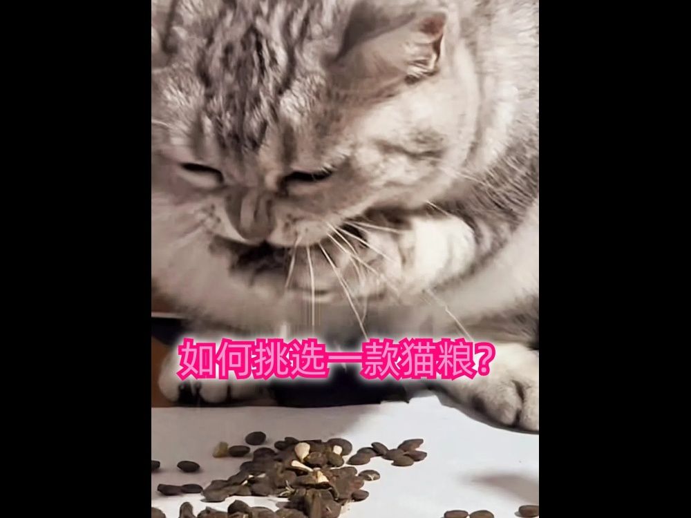 如何挑选一款猫粮?哔哩哔哩bilibili