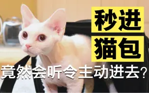 Скачать видео: 【猫咪训练】猫咪死活不进猫包？超实用的教程来了