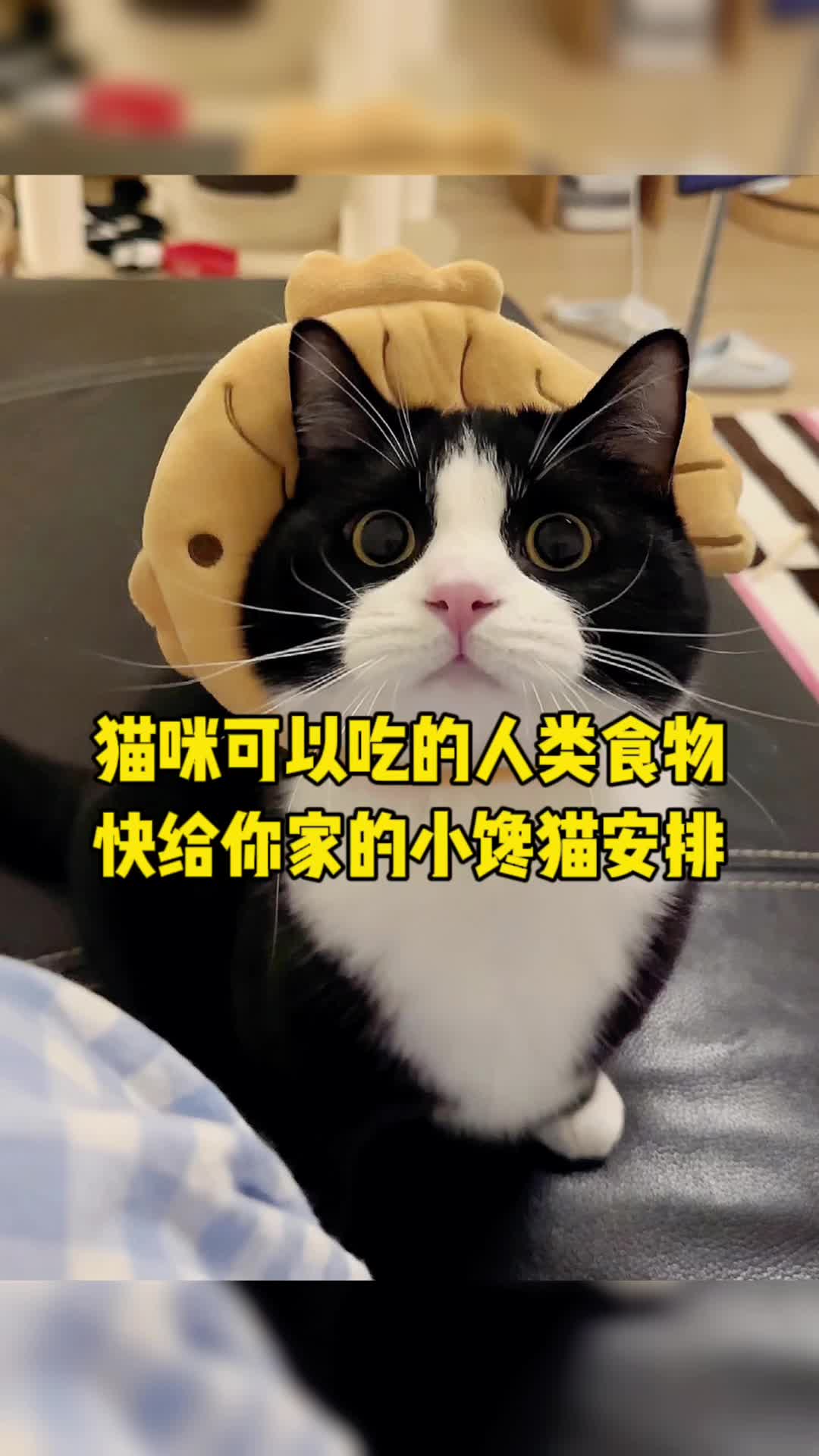 快给你家的小馋猫安排上哔哩哔哩bilibili