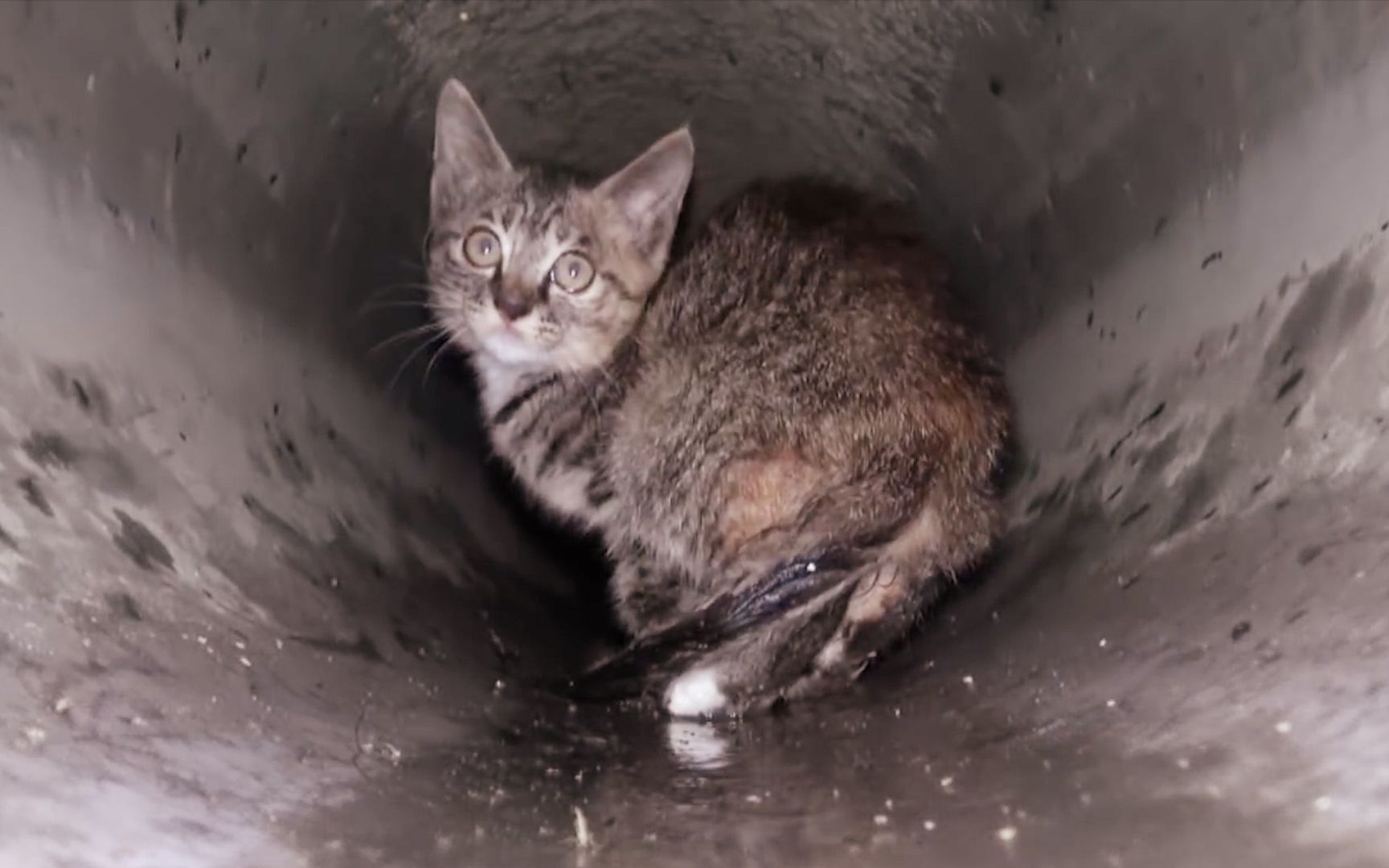 小奶猫困在下水道奄奄一息救援队全力救助48小时结局太暖心