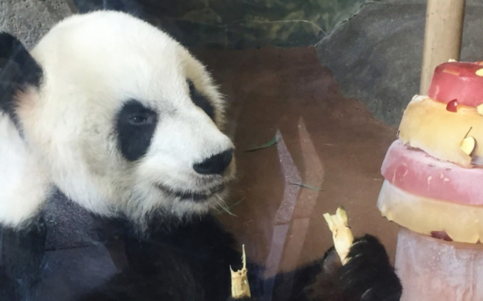 「旅美」大熊猫乐乐21岁生日快乐!-2019.07.19