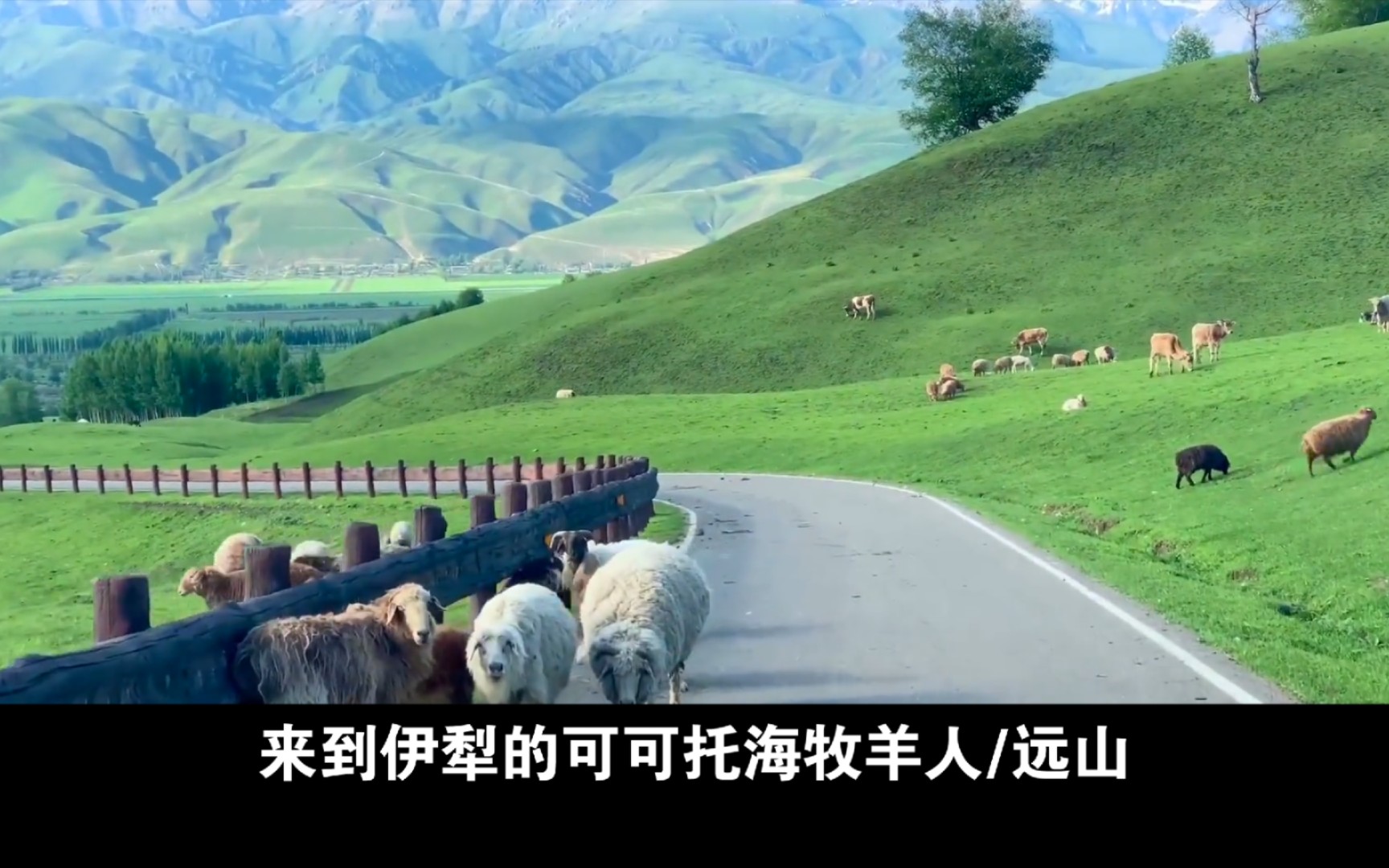 来自伊犁的可可托海牧羊人