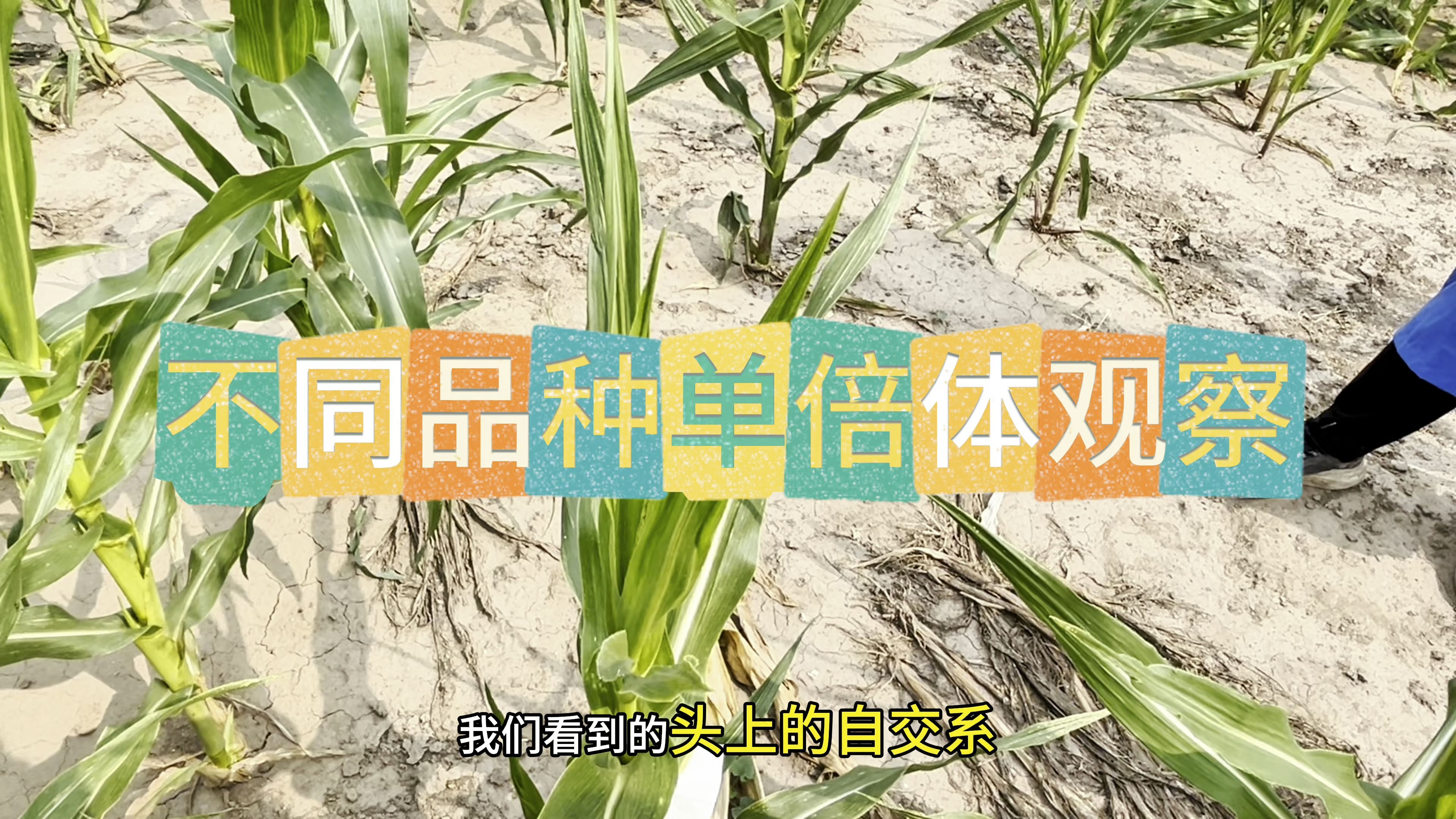 不同品种单倍体观察